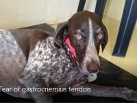 'Abby' the German Shorthaired Pointer 0