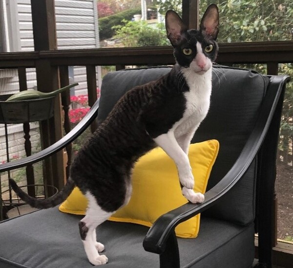 'Amadeus' the Cornish Rex