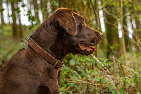 'Cassie' the Labrador Retriever