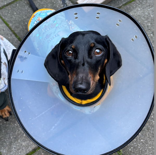'George' the Miniature Dachshund 