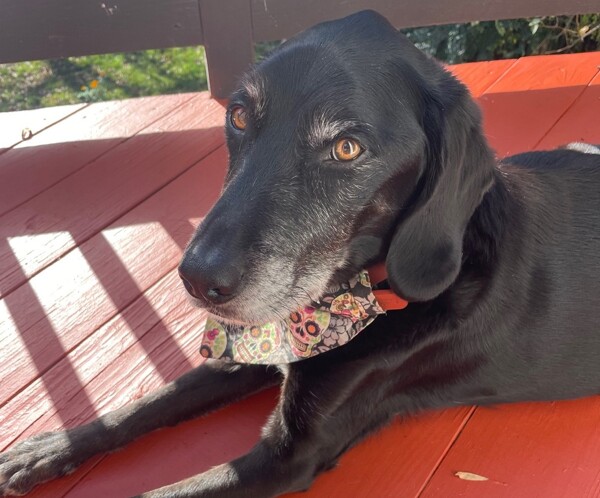 'Grover' the Labrador Retriever