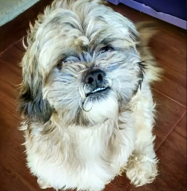 'Issey' the Bichon/Lhasa-Apso 