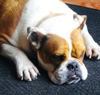 'Kai' the Bulldog Cross 0