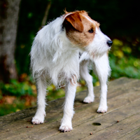 'Koko' the Terrier - Therapeutic Nutrition for Cardiovascular Health and Longevity 0