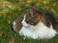 'Ludo' the Cat  0