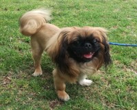 'Milo' the Pekinese 0