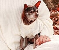 'Mr Brownie' the Chihuahua 0