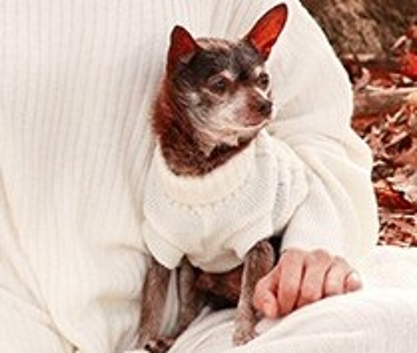 'Mr Brownie' the Chihuahua