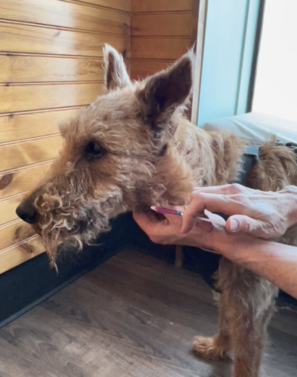 'Rowan' the Irish Terrier