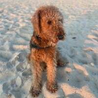 ‘Roy’ the Airedale Terrier - Acupuncture to Treat Lameness 0