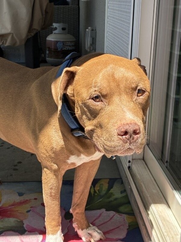 'Tyson' the Pitbull - Treatment of Anemia and Collapsing Episodes Chinese Herbal Medicine