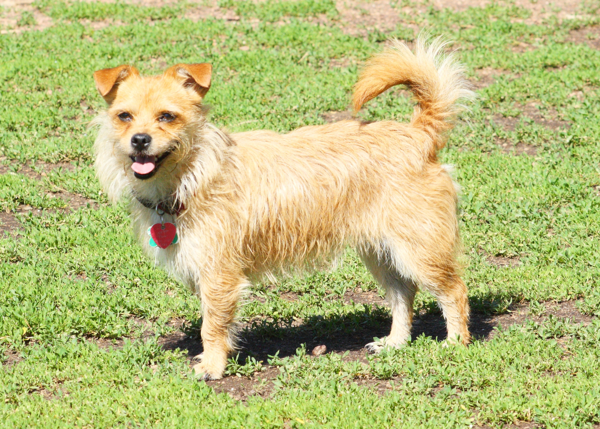 'Wallie Pickles' the Terrier Mix