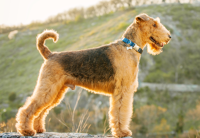 'Wally' the Airdale Terrier - the 'side-effects' of nutrition supplementation to heal the skin 0