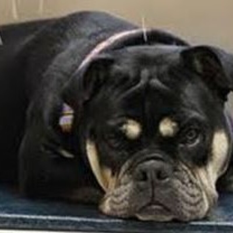 Certification in Veterinary Acupuncture Certification in Veterinary Acupuncture
