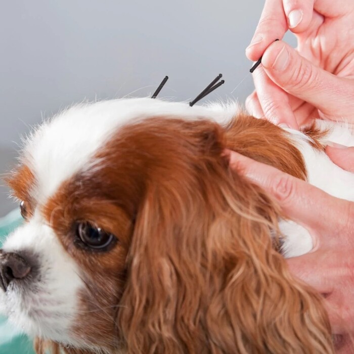 Essentials of Veterinary Acupuncture