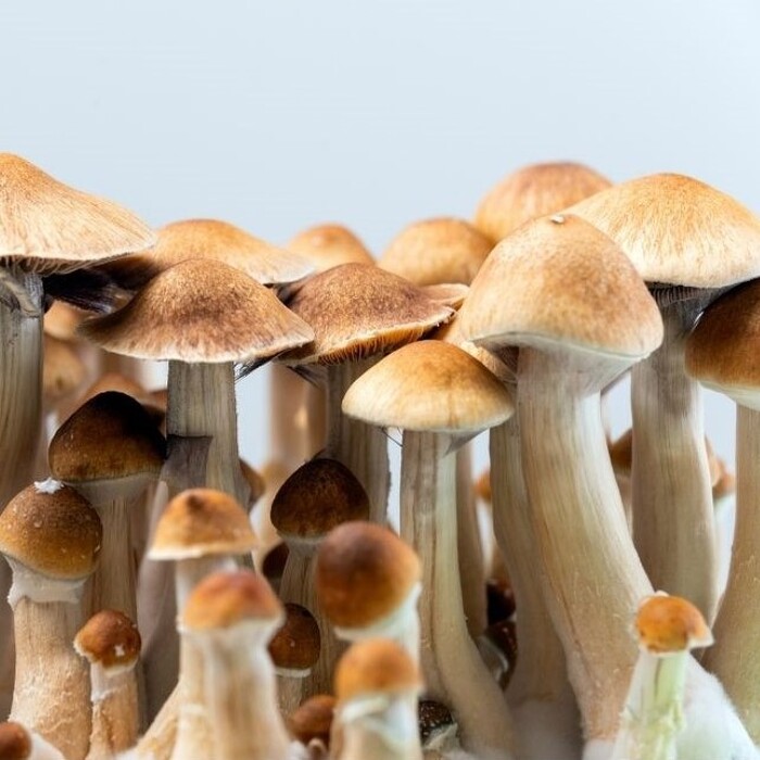 Essentials of Veterinary Medicinal Mushrooms