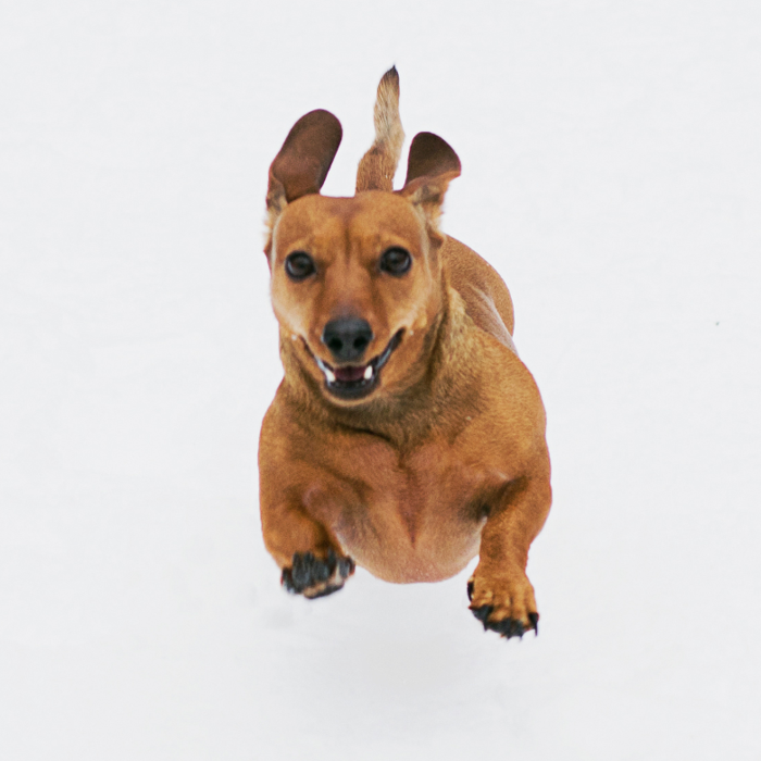 Pain Prevention Protocol for Pet Parents