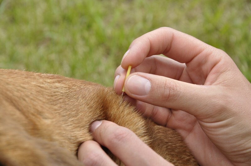 Acupuncture for Equine Reproductive Problems