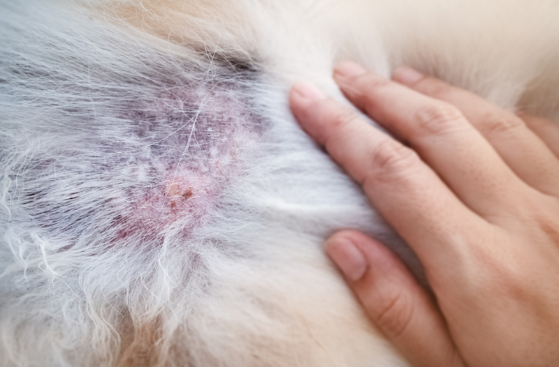 Blood Deficiency: A Key Underlying Pattern of Dermatological Conditions 