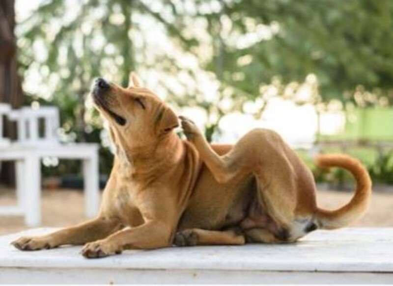 Canine Atopic Dermatitis: Help, my dog is itching all the time! 
