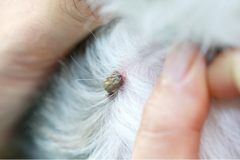 Canine Lyme Disease