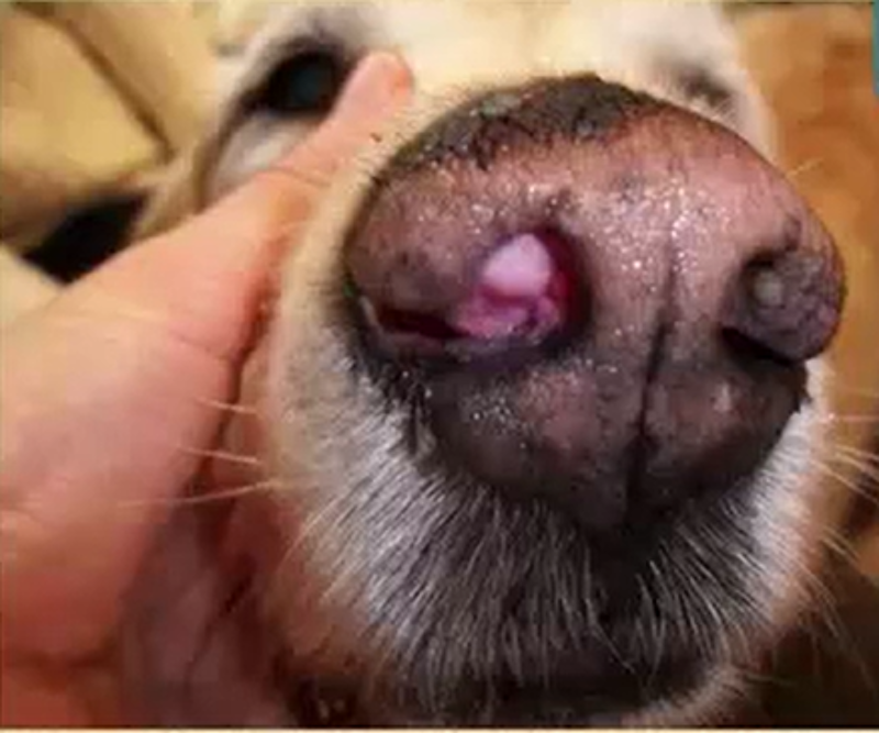 Canine Nasal Carcinoma: Overview of Conventional Treatments and Integrative Therapy 