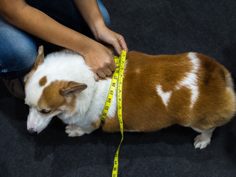 Canine Obesity Management - more than just trimming the fat