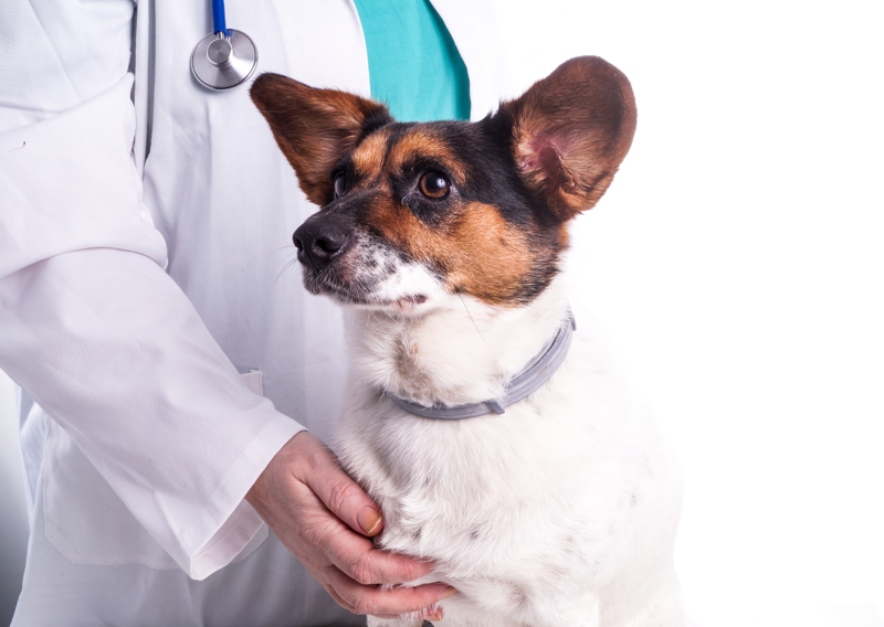Canine Thyroid Carcinoma: Overview of Current Conventional Treatments and Integrative Therapy