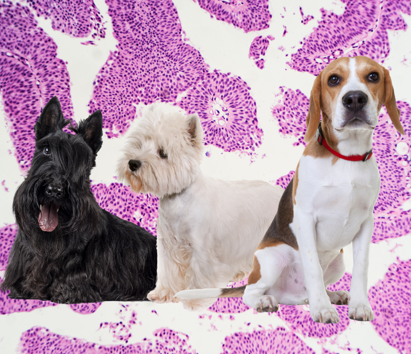 Canine Transitional Cell Carcinoma: Diagnosis and Management
