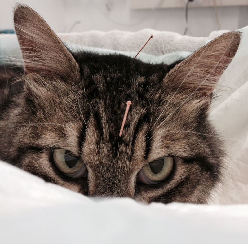 Chronic Vomiting in Cats – How Acupuncture Can Help!