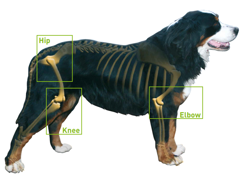  Effective Control of Musculoskeletal Pain in Small Animal Practice