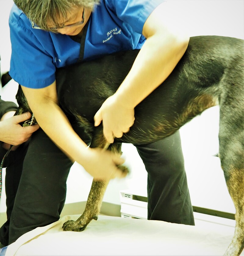 Fascial Therapy in Animals 