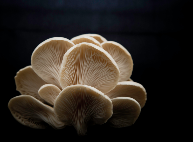 Functional Mushrooms for Veterinary Applications: Meet the Fungus
