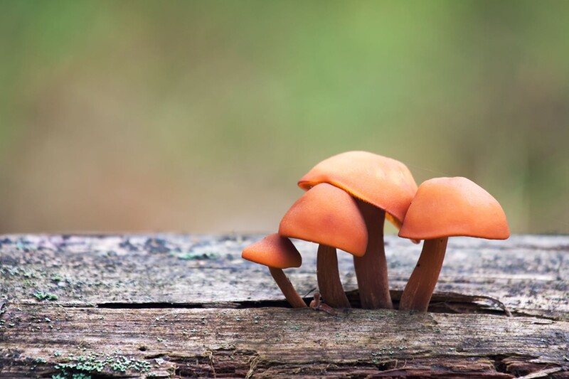 Fungal Adventures and Why You Should be Using Mushrooms in Your Practice