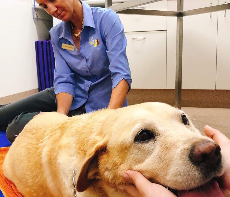 Integrating Veterinary Acupuncture in Clinical Practice