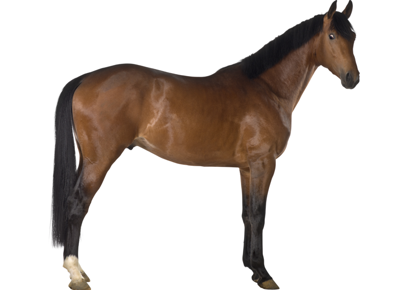 Integrative Approach to Musculoskeletal Conditions of the Horse 