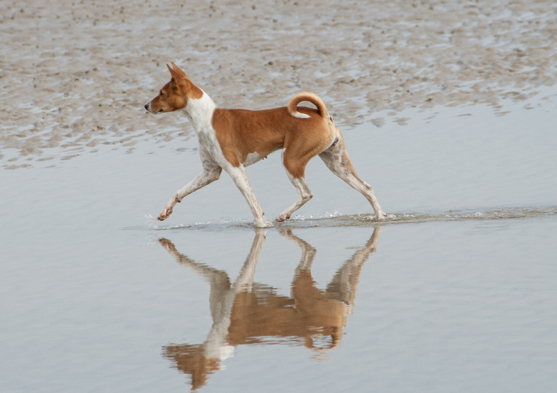 Internal and External Influences to Canine Gait - Two Part Webinar Series