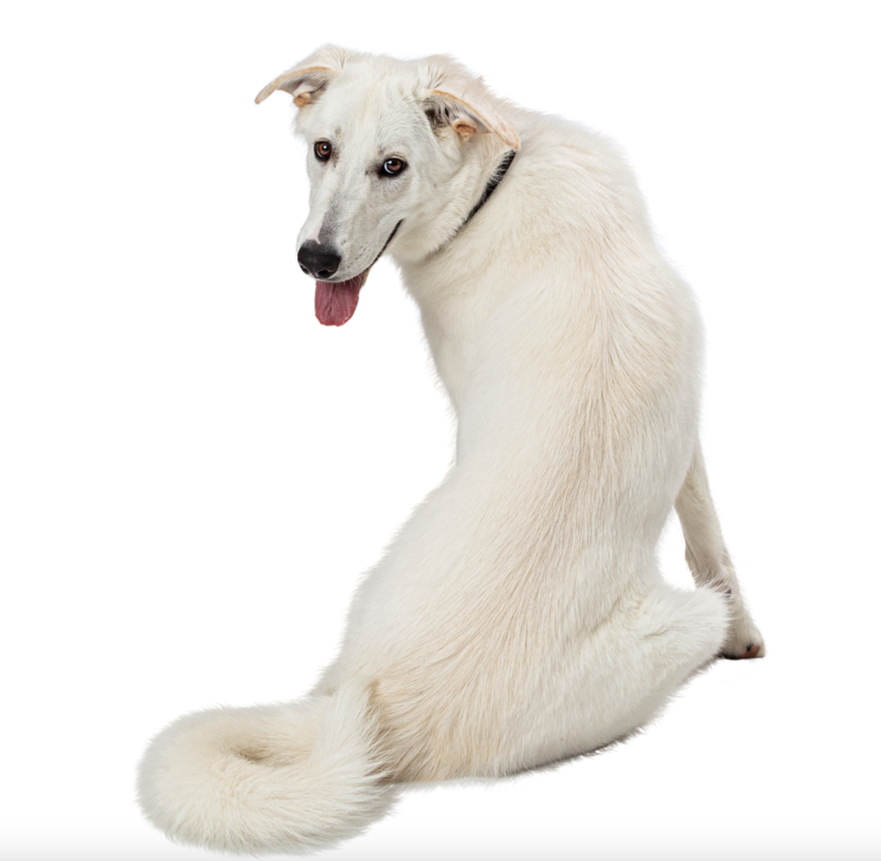 Introduction to Osteopathy