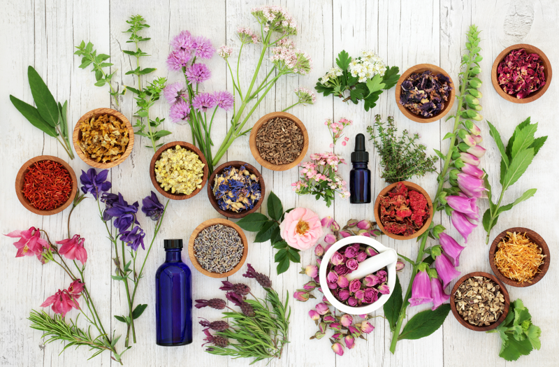 Introduction to Western Herbal Medicine 