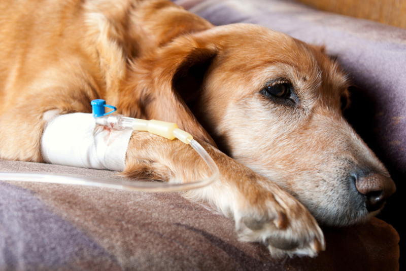  IV Vitamin C Infusions for Companion Pets with Cancer