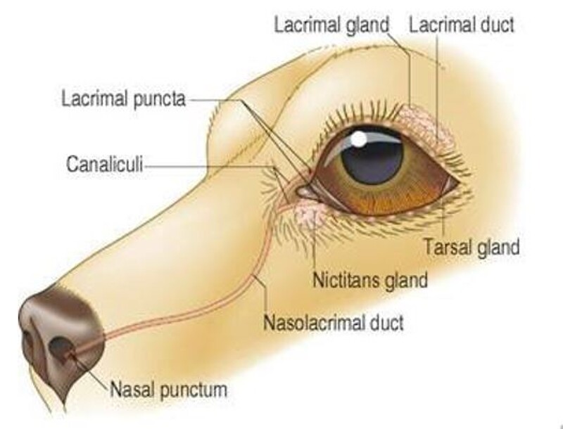 KCS – Keratoconjunctivitis Sicca – dry eye