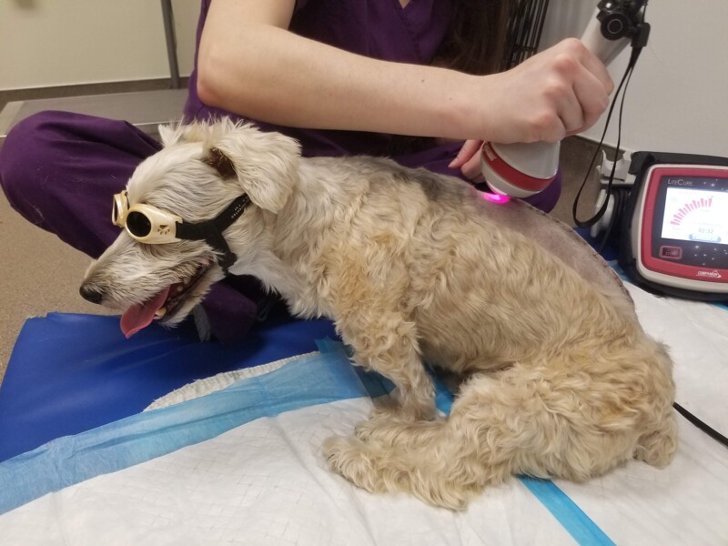 Light Speed! Clinical Application of Laser Acupuncture in Veterinary Medicine