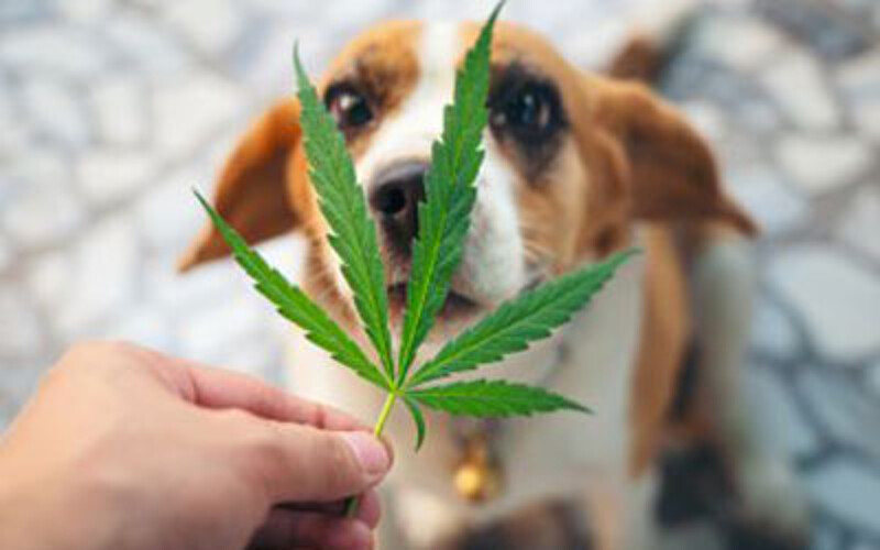 Medical Cannabis & Veterinary Medicine:  History, Legality and a Successful Clinical Approach