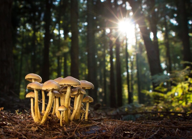 Medicinal Mushrooms: Research Review and Practical Veterinary Applications to Use Now