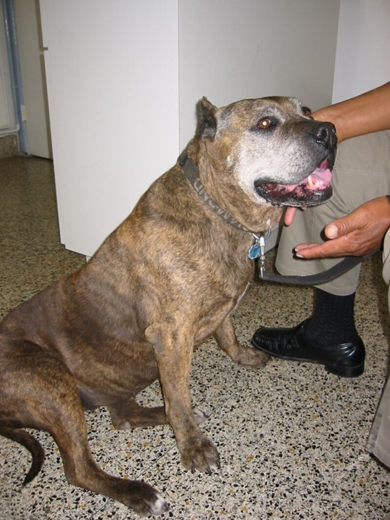 Modified Hospice for Canine Cutaneous Hemangiosarcoma
