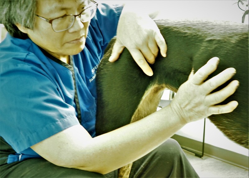 Myofascial Meridians in Dogs, a Working System