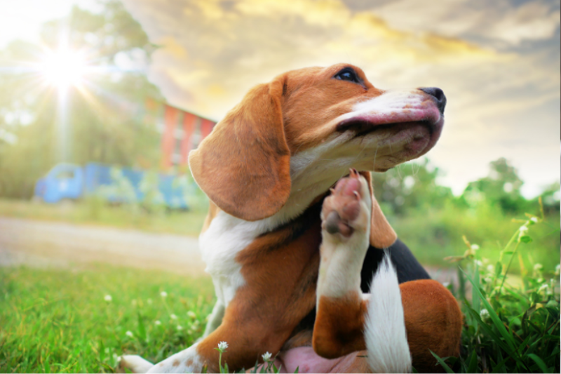 Natural Allergy Treatment