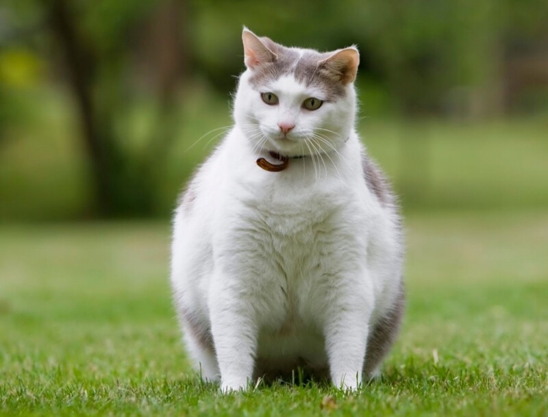 No Fat Cats – A Look at Who, What, When and How to Address Feline Obesity
