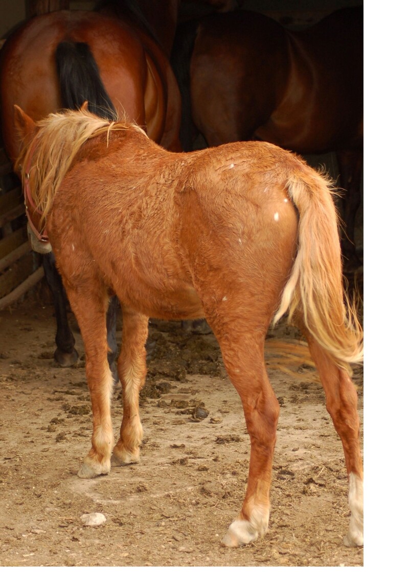 Phytotherapy in Equine Cushing’s Disease and Endocrinopathic Laminitis