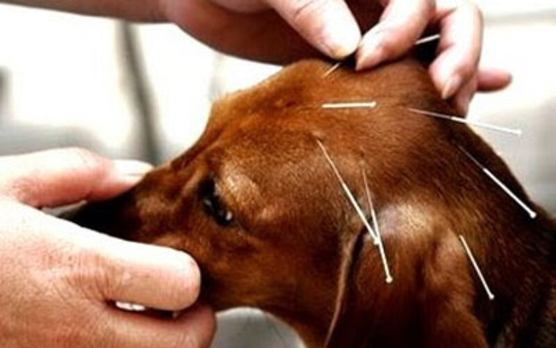 Proof of Acupuncture Effectiveness and Validity